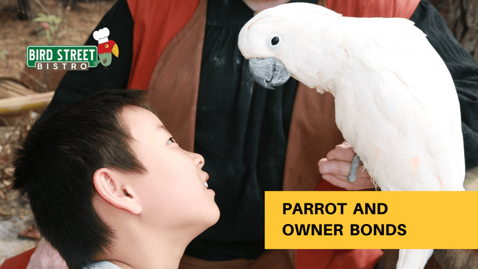 how to bond with your Parrot? Parrot Behavior Guide