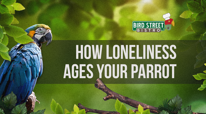 How Loneliness Ages Your Parrot