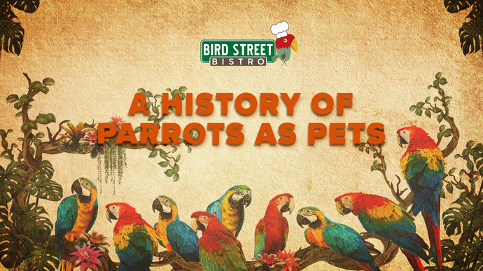 A History of Parrots as Pets