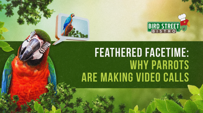Feathered FaceTime: Why Parrots Are Making Video Calls