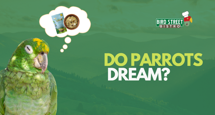 Do Parrots Dream?