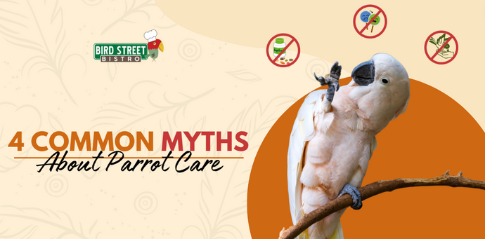 4 Common Myths About Parrot Care