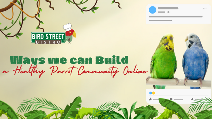 Ways We Can Build a Healthy Parrot Community Online