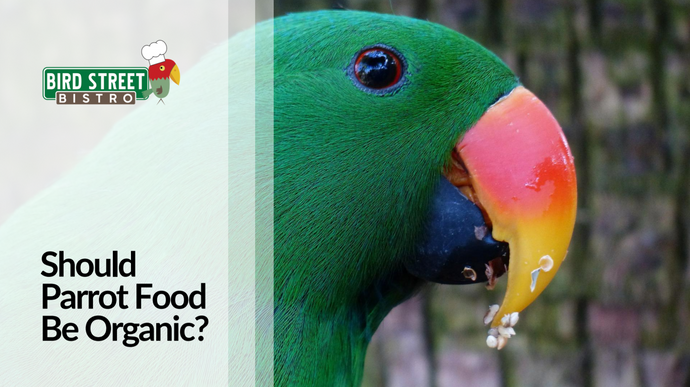 Should Parrot Food Be Organic?