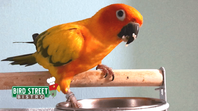 6 Ways to Introduce Healthy Bird Food to your Avian Companion