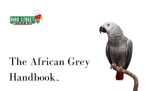 The African Grey Handbook, Parrot Care, Diet and Tips