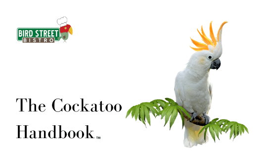 A Complete Handbook For Cockatoo Diet, Food, and Care