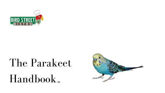 A Complete Guide on Parakeet Food, Diet.