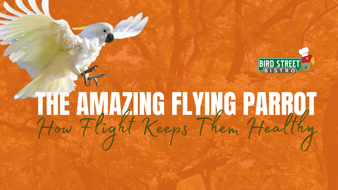 The Amazing Flying Parrot and The Benefits of Flight