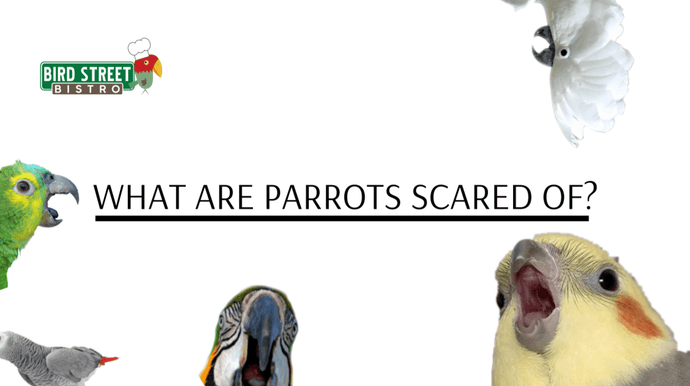 What Are Parrots Scared Of ?