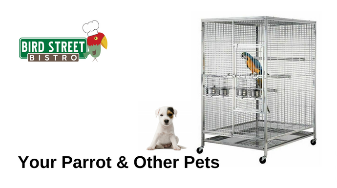 Your Parrot and Other Pets