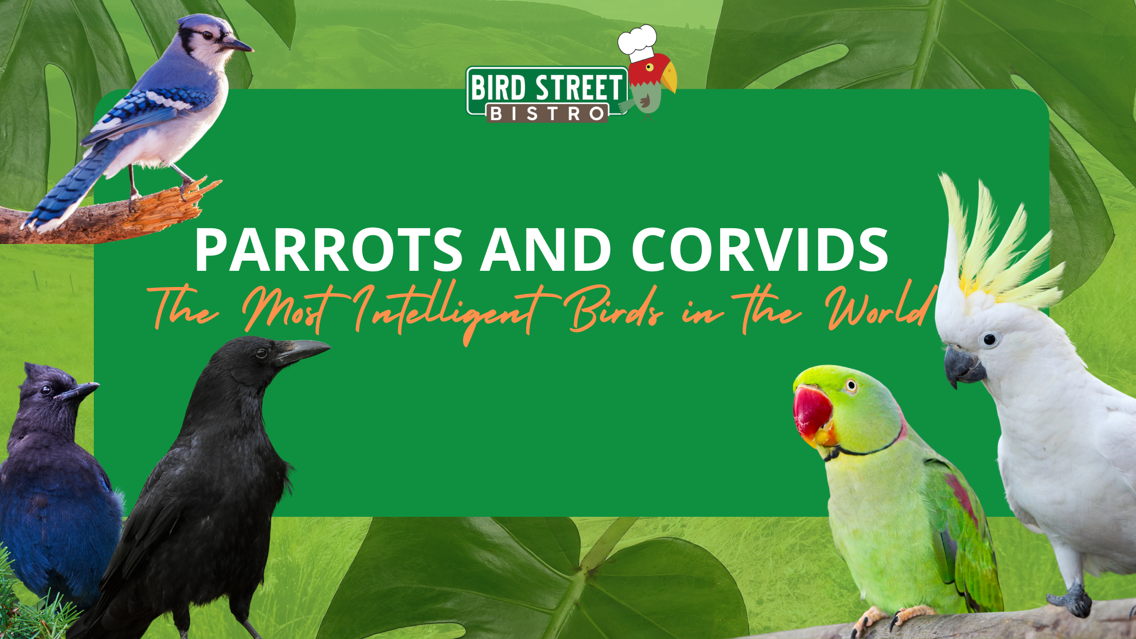 Parrots and Corvids - The Most Intelligent Birds in the World – Bird ...