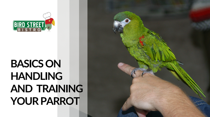 Basics on Handling and Training Your Parrot