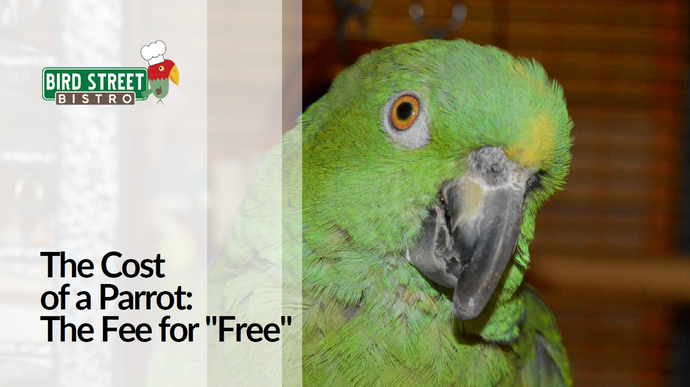 The Cost of a Parrot:  The Fee for Free