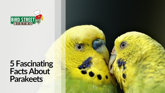 5 Fascinating Facts About Parakeets